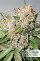 DUTCH PASSION - Auto Glueberry O.G.®