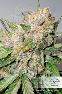DUTCH PASSION - Auto Glueberry O.G.®