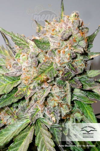 DUTCH PASSION - Auto Glueberry O.G.®