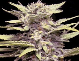 G13 LABS - Blue Cindy