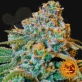 BARNEY’S FARM - Liberty Haze
