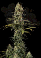 DINAFEM - Early Amnesia CBD