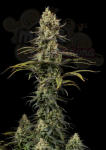 DINAFEM - Early Amnesia CBD