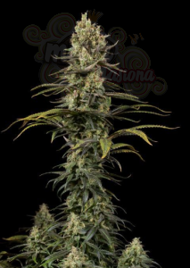 DINAFEM - Early Amnesia CBD