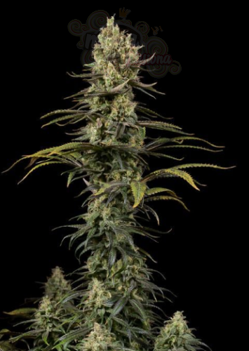 DINAFEM - Early Amnesia CBD