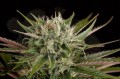 DINAFEM - Blue Cheese