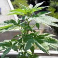 BARNEY'S FARM - Shiskaberry