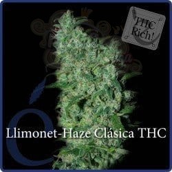 ELITE SEEDS - Llimonet Haze Clásica THC