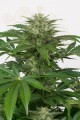 DINAFEM - Haze Autoflowering CBD