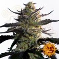 BARNEY'S FARM - Blueberry OG