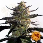 BARNEY'S FARM - Blueberry OG