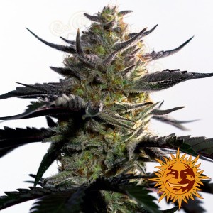 BARNEY'S FARM - Blueberry OG