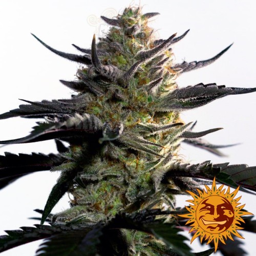 BARNEY'S FARM - Blueberry OG