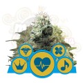 ROYAL QUEEN SEEDS - CBD Mix