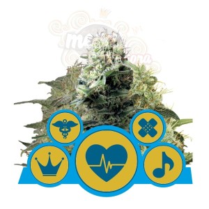 ROYAL QUEEN SEEDS - CBD Mix