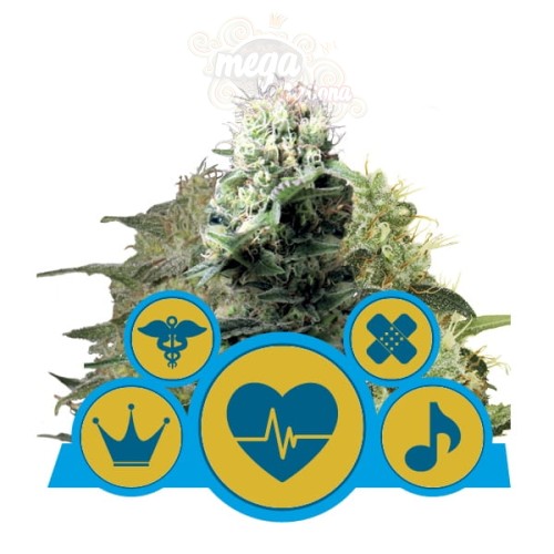 ROYAL QUEEN SEEDS - CBD Mix