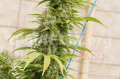 DINAFEM - Strawberry Amnesia