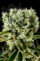 DINAFEM - Moby Dick #2