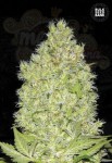 BULK SEED BANK - Chronical