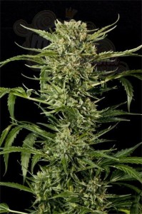 GRASS-O-MATIC - Auto Mass