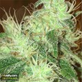 CBD Crew -  CBD Critical Mass