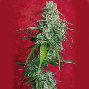 REGGAE SEEDS - Juanita La Lagrimosa