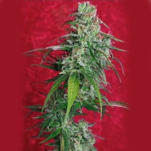 REGGAE SEEDS - Juanita La Lagrimosa