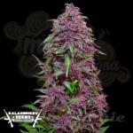 KALASHNIKOV SEEDS - Purple Mazar Auto