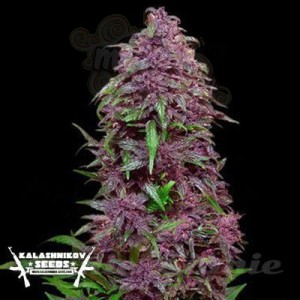 KALASHNIKOV SEEDS - Purple Mazar Auto