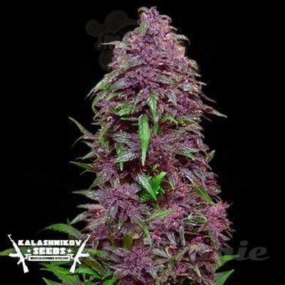 KALASHNIKOV SEEDS - Purple Mazar Auto