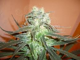 KC BRAINS - Mango