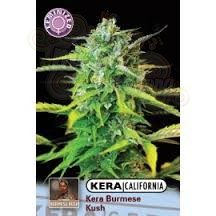 KERA SEEDS - Burmese Kush