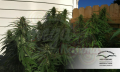 DUTCH PASSION - Durban Poison®