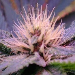 NIRVANA - Blue Mystic