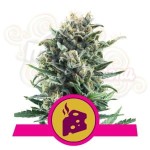 ROYAL QUEEN SEEDS - Blue Cheese