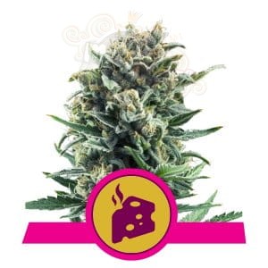 ROYAL QUEEN SEEDS - Blue Cheese