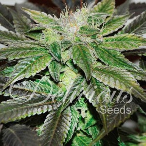 DELICIOUS SEEDS - Sugar Candy