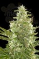 DINAFEM - Critical + Autoflowering CBD