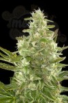 DINAFEM - Critical + Autoflowering CBD