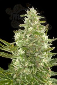 DINAFEM - Critical + Autoflowering CBD