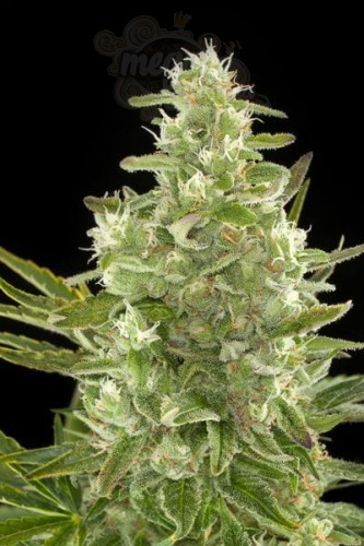 DINAFEM - Critical + Autoflowering CBD
