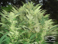 DUTCH PASSION - Durban Poison®