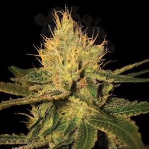 Cannalope Haze