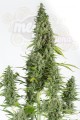 DINAFEM - Cheese Autoflowering
