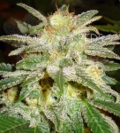 WORLD OF SEEDS - New York 47