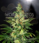 WORLD OF SEEDS - Chronic Haze