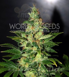 WORLD OF SEEDS - Chronic Haze