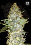BULK SEED BANK - Euforia Special
