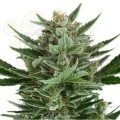 ROYAL QUEEN SEEDS - Quick One Automatic