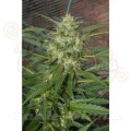 PARADISE SEEDS - Pandora Auto